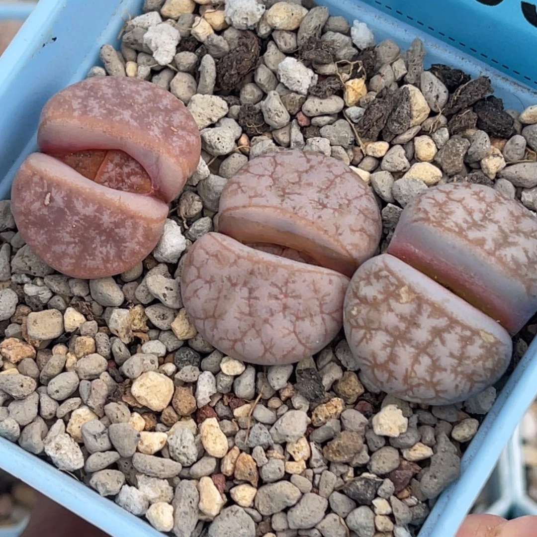 7703岛田拿铁三颗