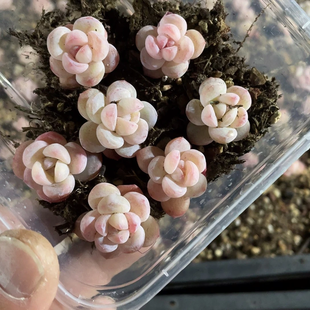熊***毛水晶鞋一物一拍491