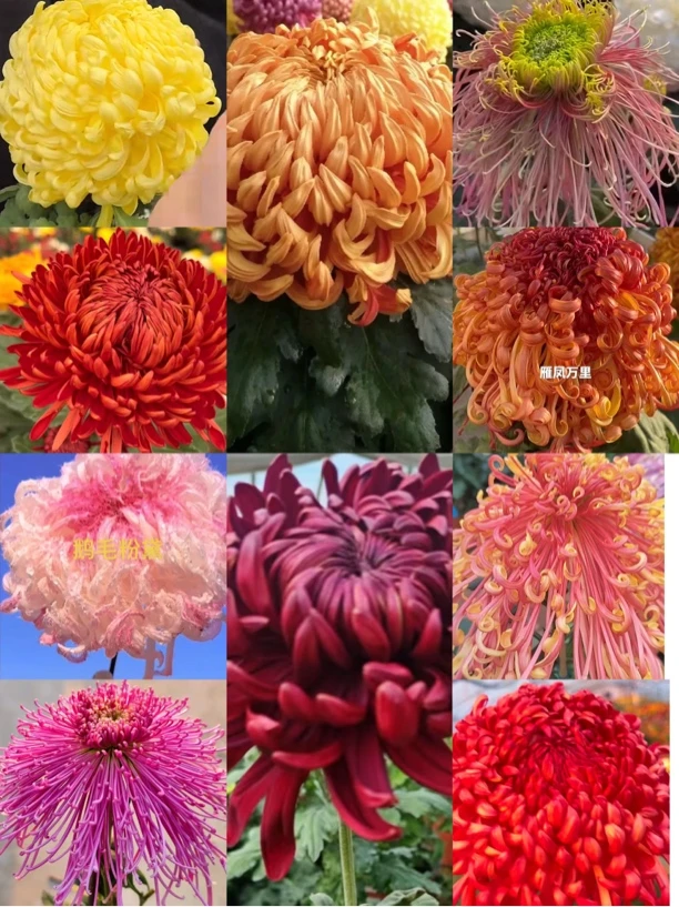 1号十颗十品金山➕太平➕深潭➕圣火➕鹅毛➕烈火➕金刚➕雁峰➕五凤➕极乐