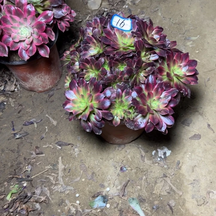 多肉植物安娜法师16