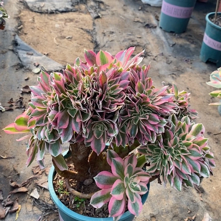 粉女巫缀多肉植物60。