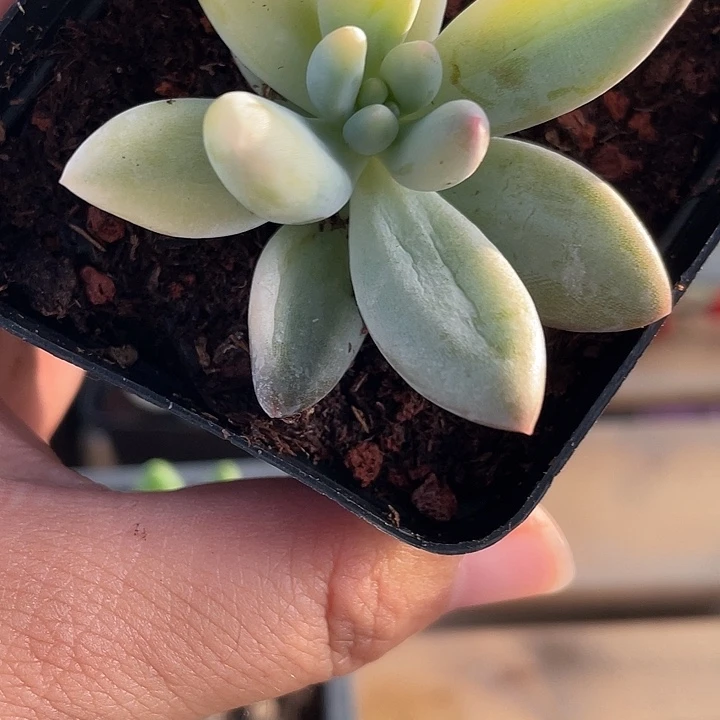 所罗门锦啊啊啊啊083