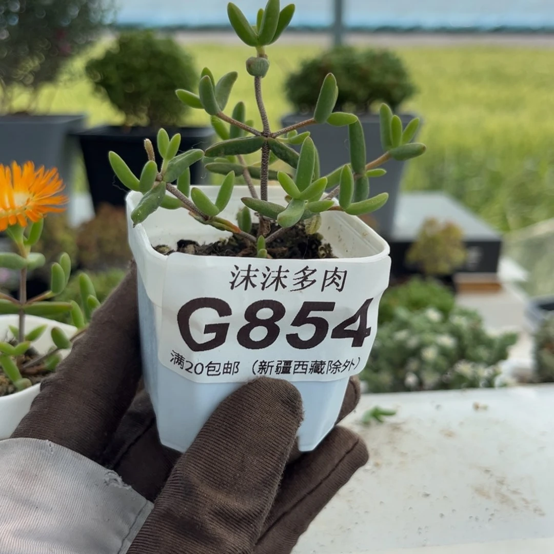 鸟**香香蕉 854。