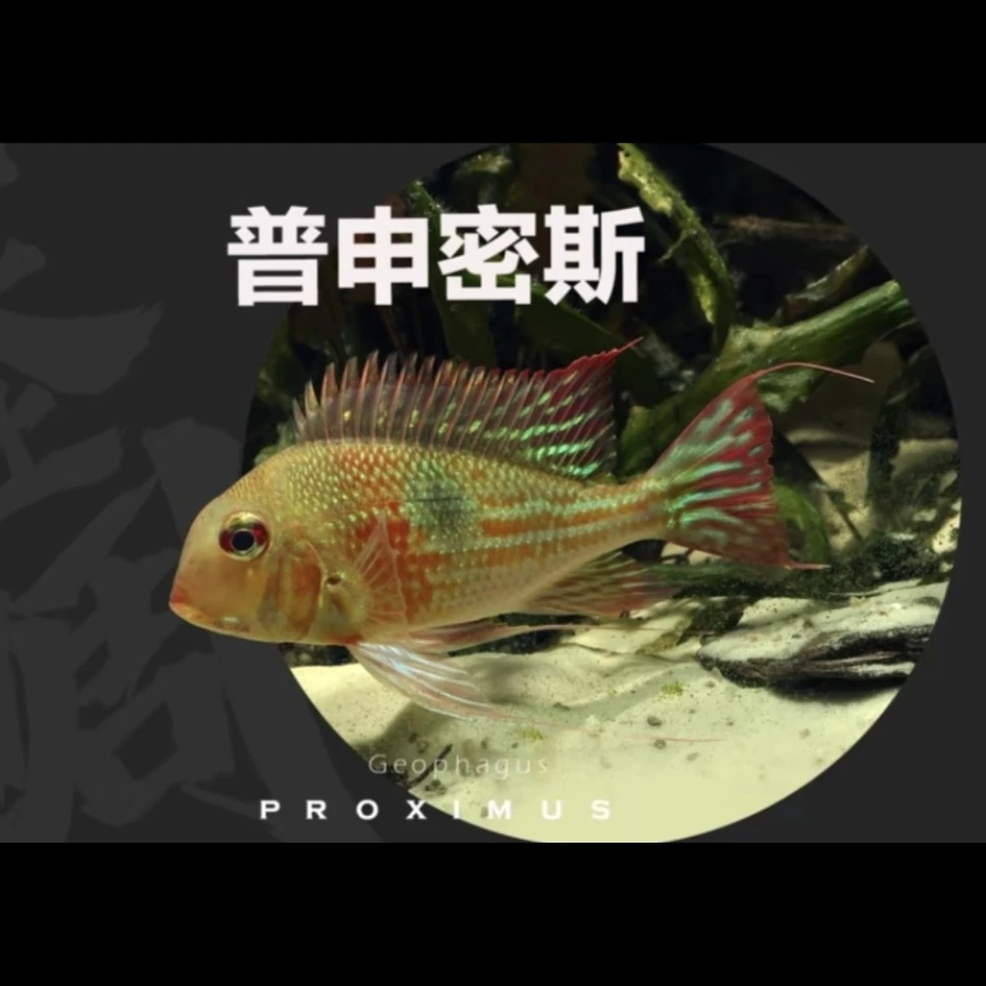 南美食土鲷关刀鱼热带观赏鱼好养易活