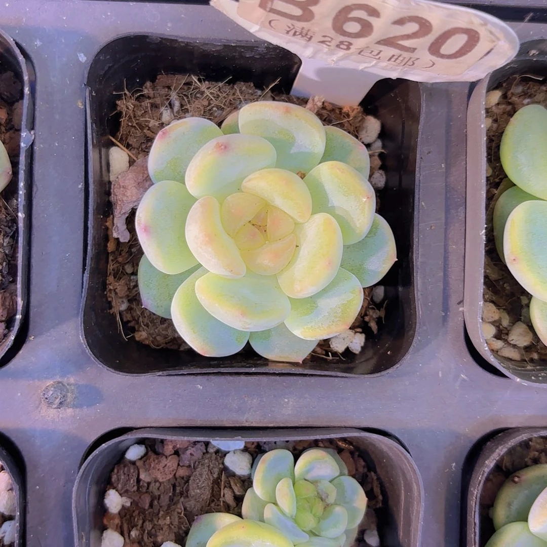 B620甜心一物一拍