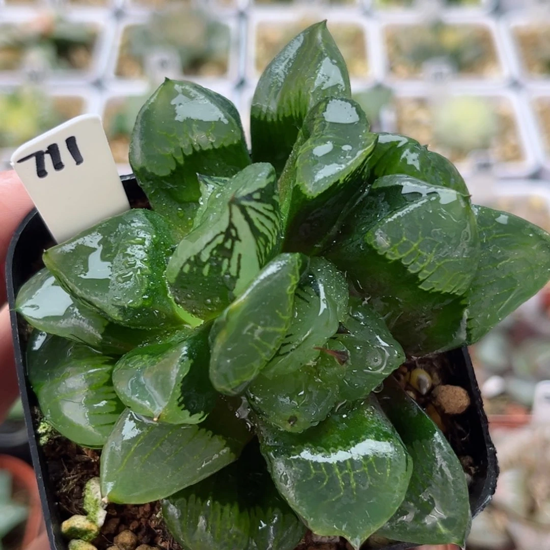 711双头裹克哈哈哈哈哈哈