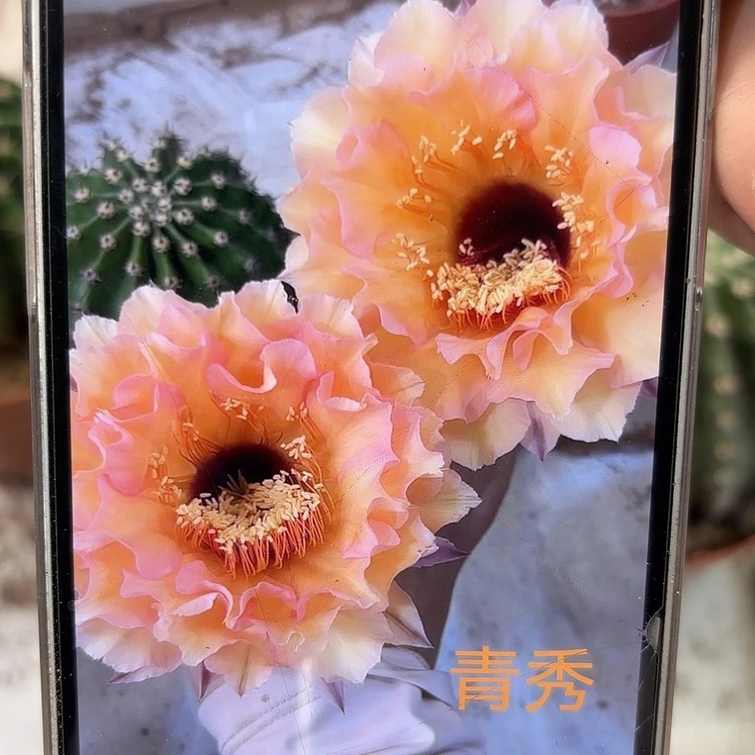 彩草青秀6.5-7公分左右