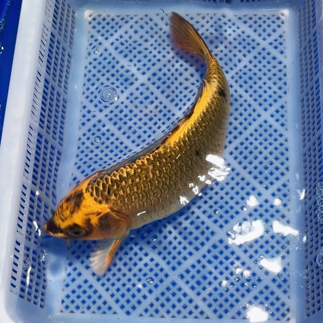 锦鲤甄选锦鲤包邮包活