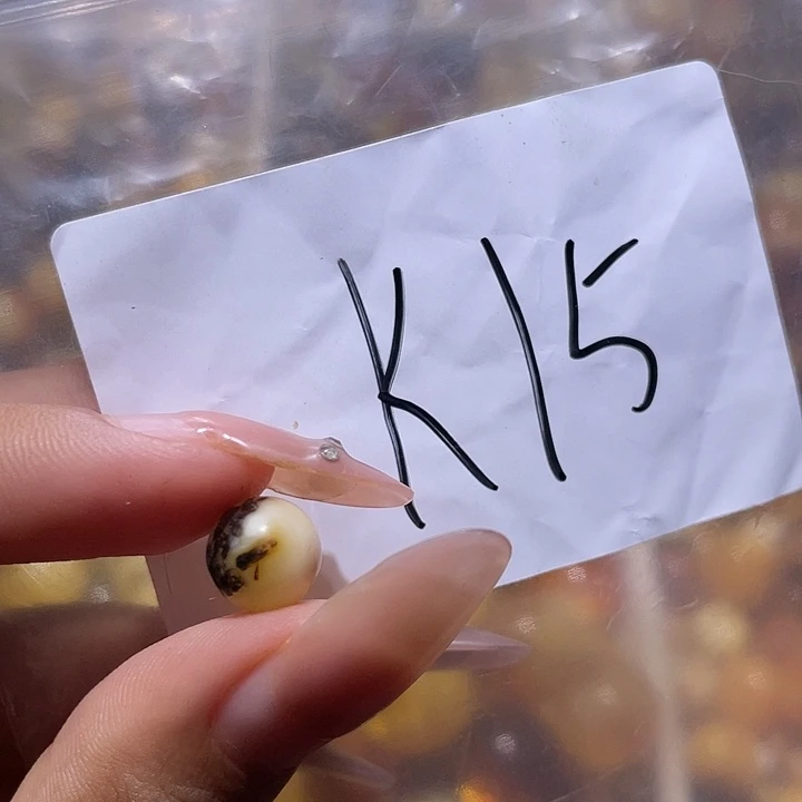 就***鱼裸石琥珀未镶嵌8.8福利