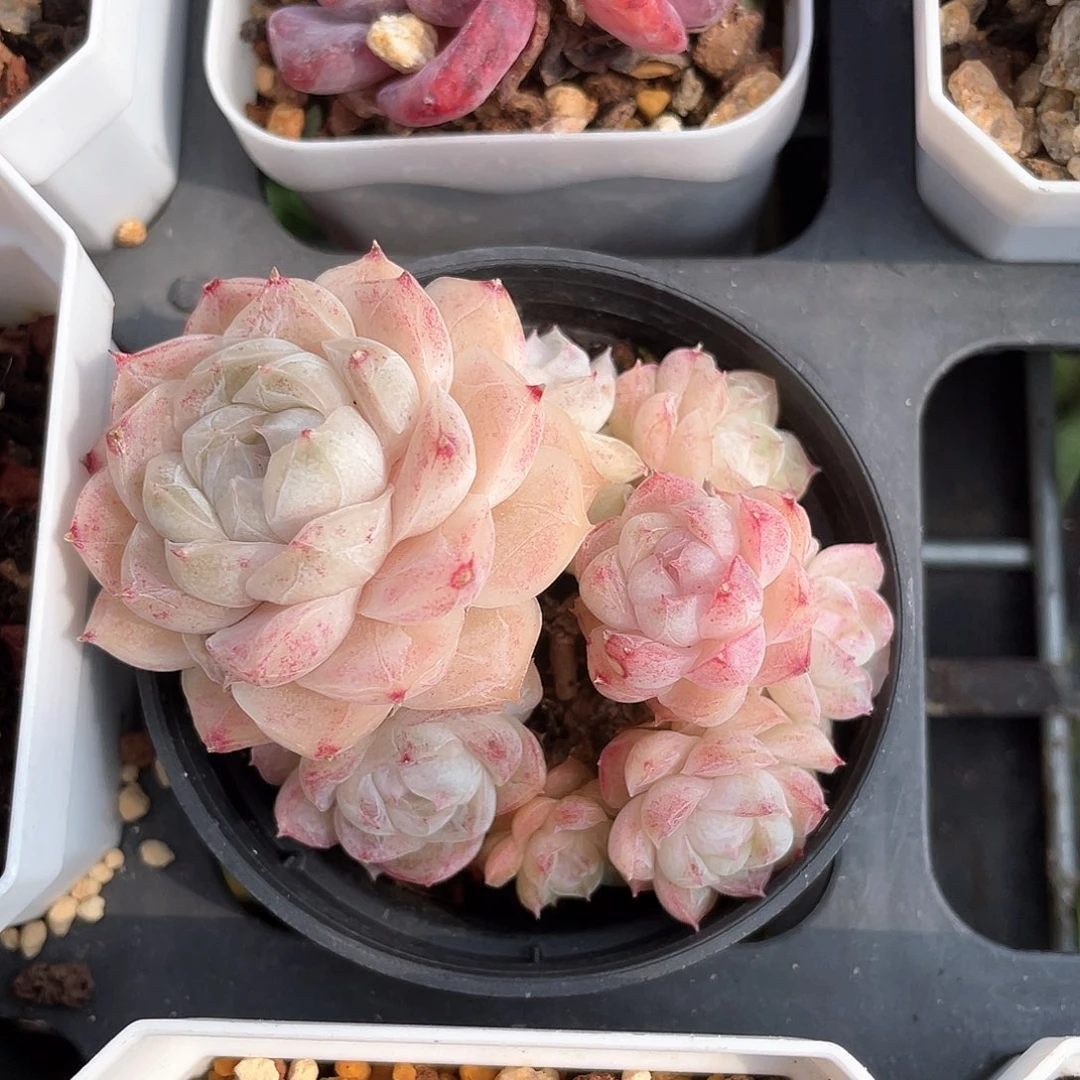 卿优选77号女王8267