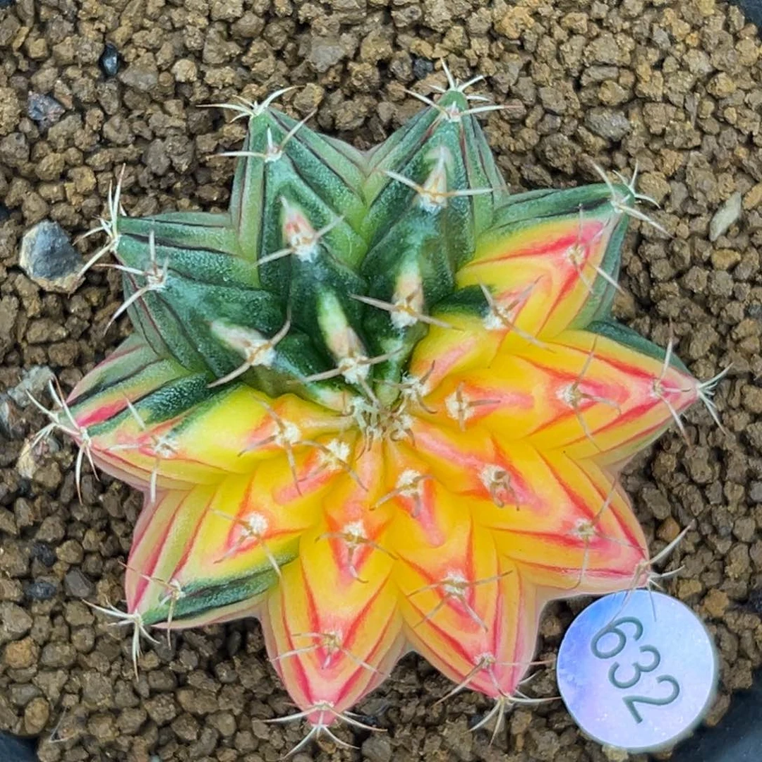 632   带盆土发货