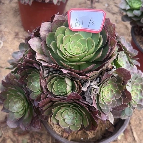 多肉植物万圣节651