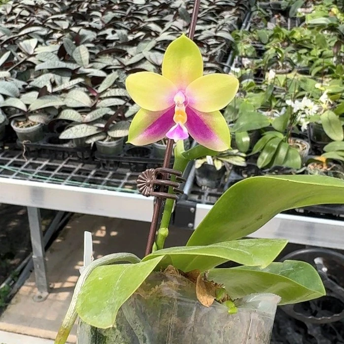 n1422 印地狗交贝丽娜 2.5寸开花株 或花剑  鲜花绿植