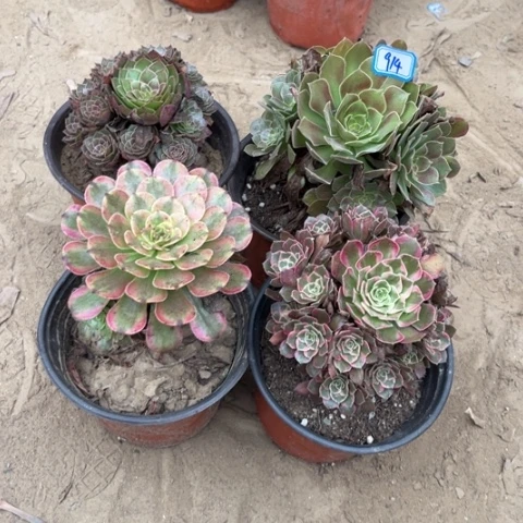 914多肉植物组合1