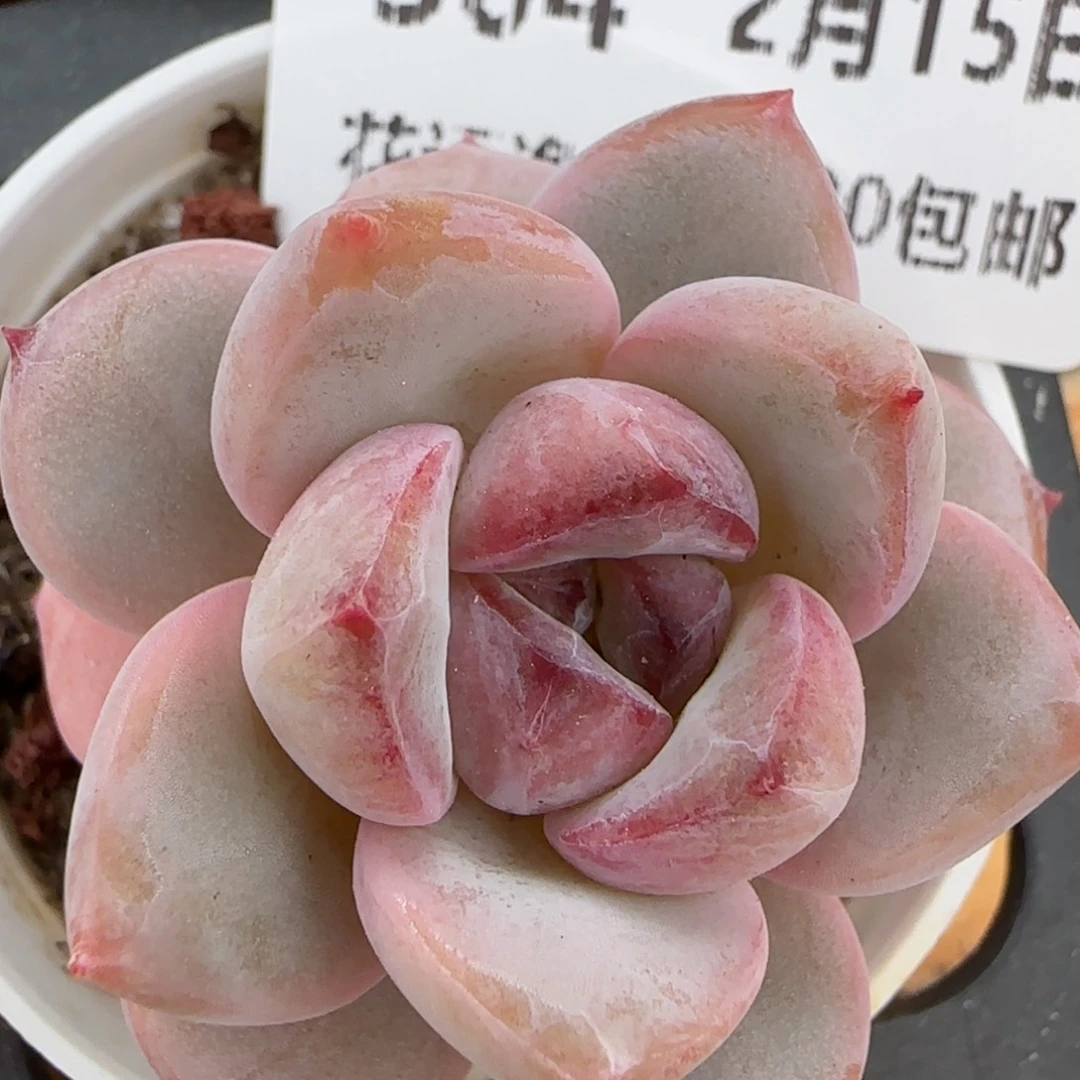 花语逸镜0215-304