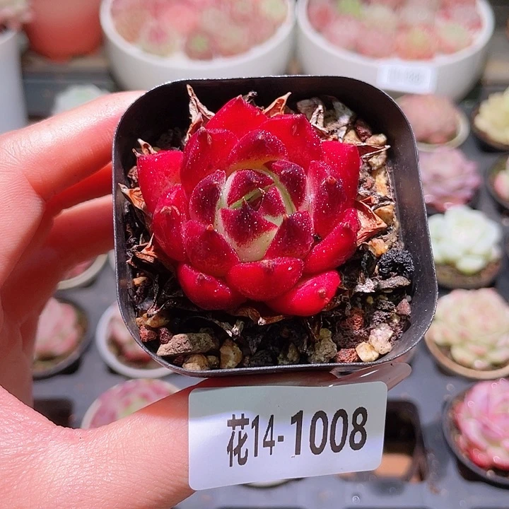 花利美14-1008新品
