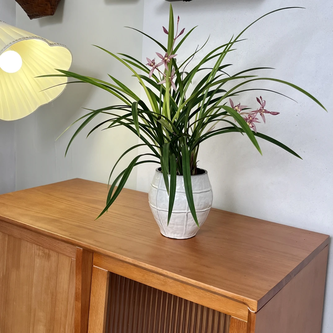 建兰红花蕊蝶带多花苞花剑带花盆室内外浓香型