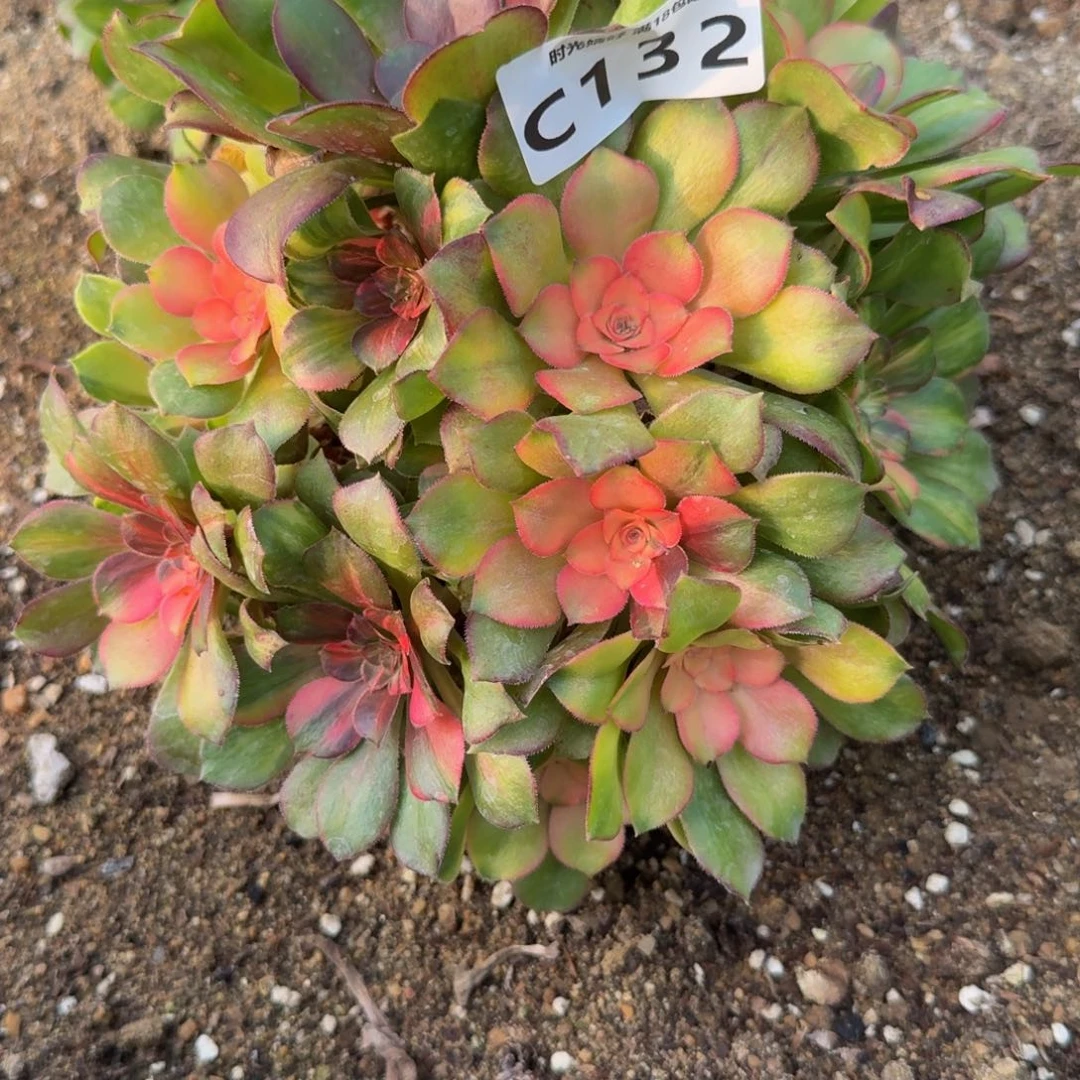 132流星雨。多肉植物