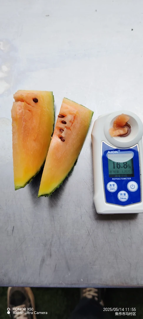 豫艺锦霞甜美礼品小西瓜种子 橙瓤糖度超高入口香甜 50粒试种装