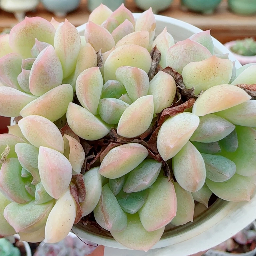 花语逸镜1009-542溏心珍妮