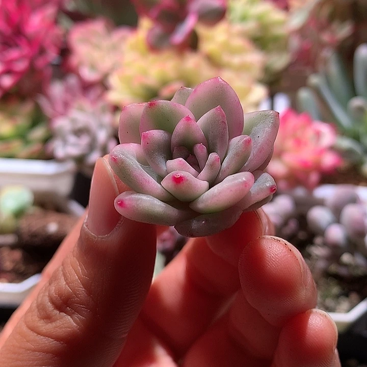 冰月亮锦腹轮锦锦锦