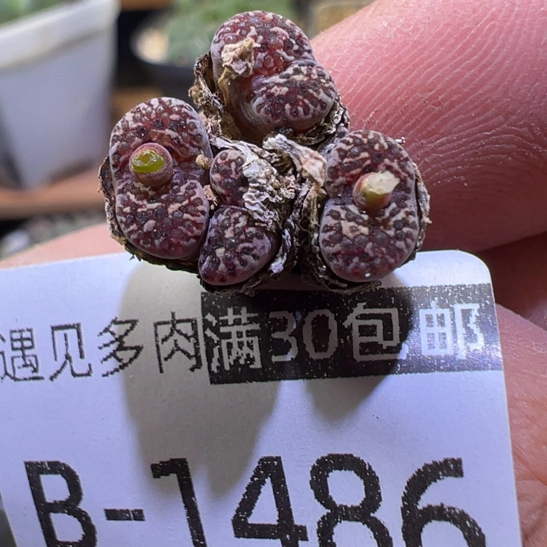 多肉植物111111111111