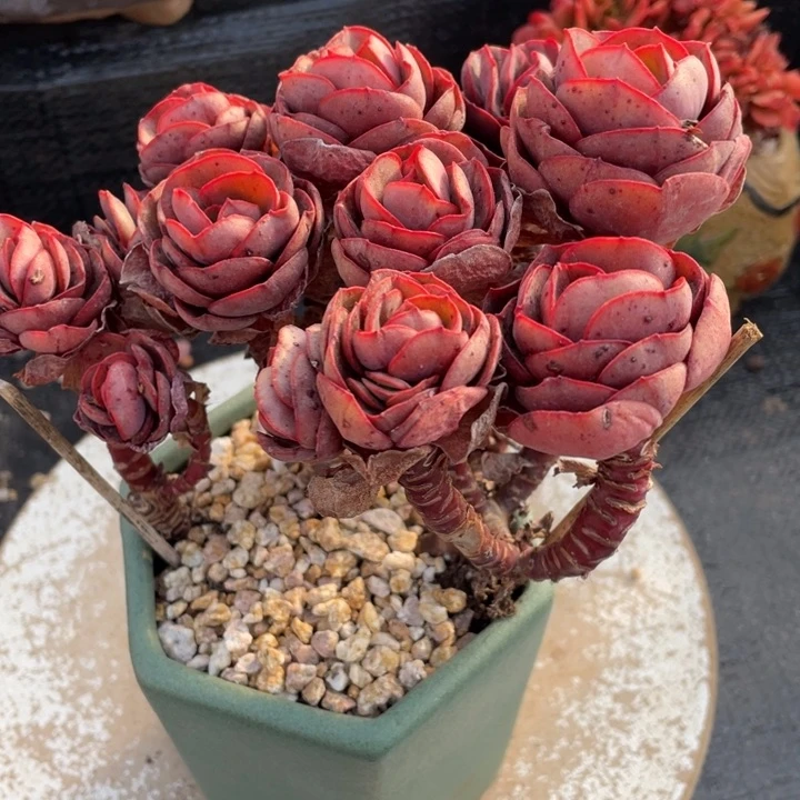 沁*冉弥一物一一拍