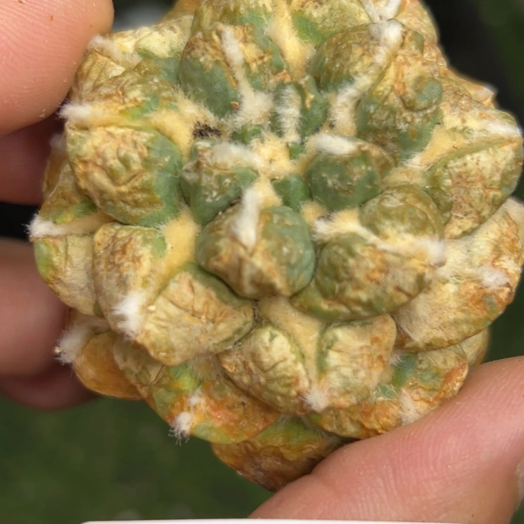 335 仙人球的海鲜