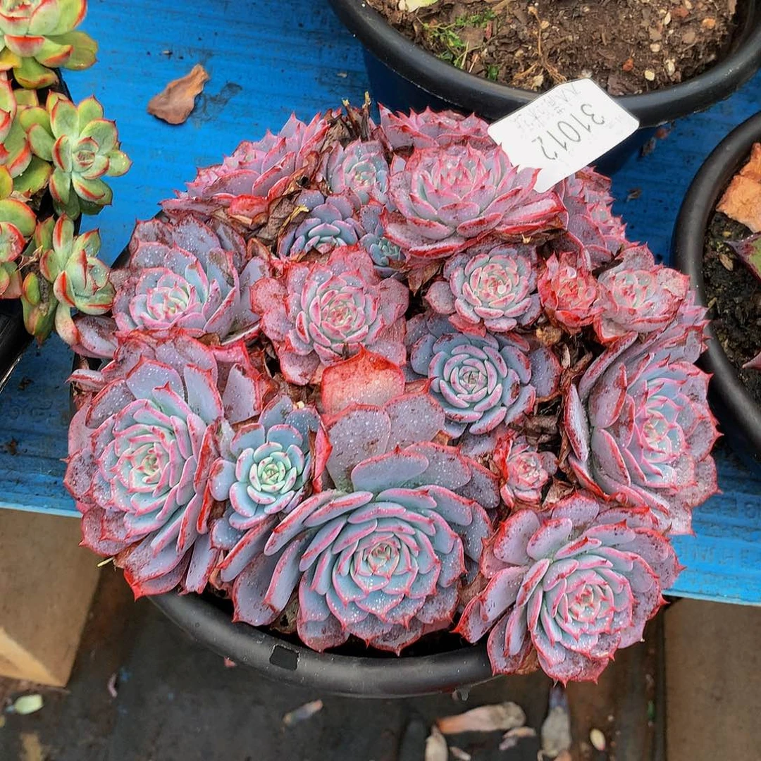 戴***）    劳伦斯多肉31012