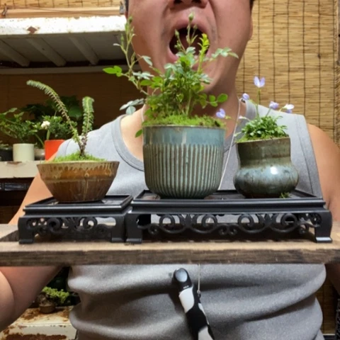 红陶一物一拍所见即所得198