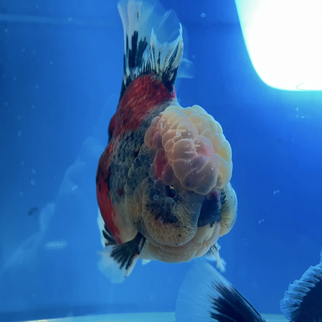 泰狮兰寿压成观赏鱼苗活体好养耐活冷水金鱼