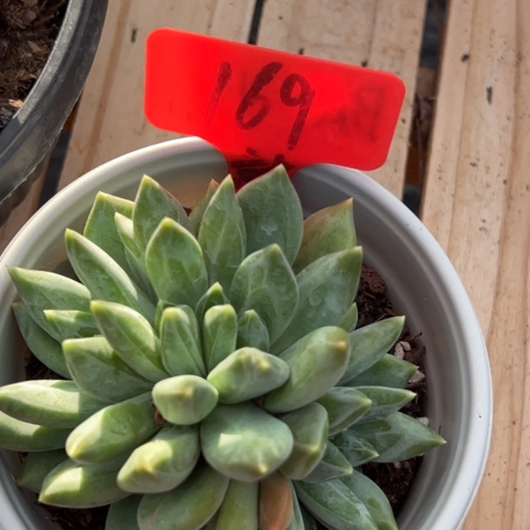 佳熙多肉一物一拍