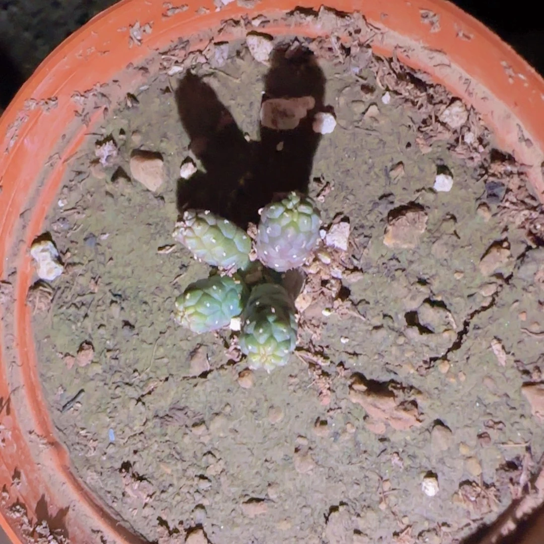 i*c块根植物块根植物块根