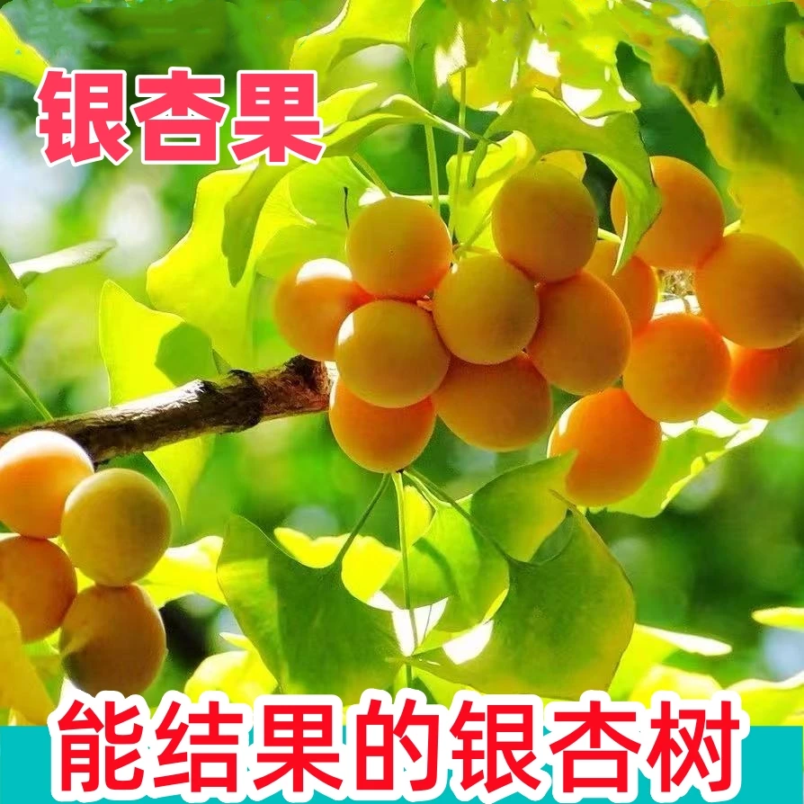 银杏树苗盆景树桩懒人银杏果树苗盆景银杏盆栽可结果银杏盆景