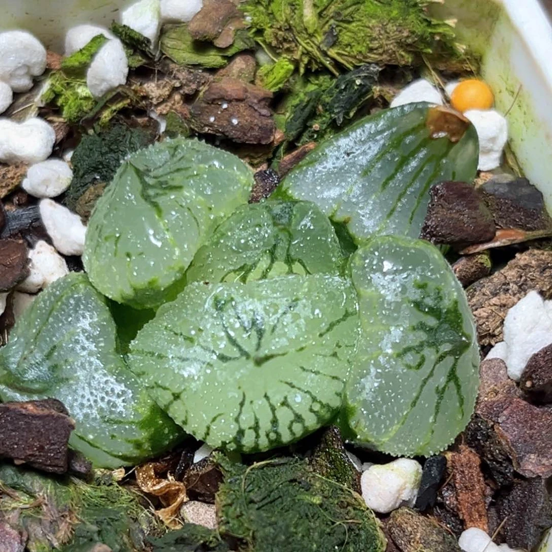 恭喜发财大吉大利2470