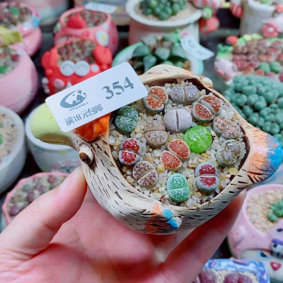 生石花花花花花花花354