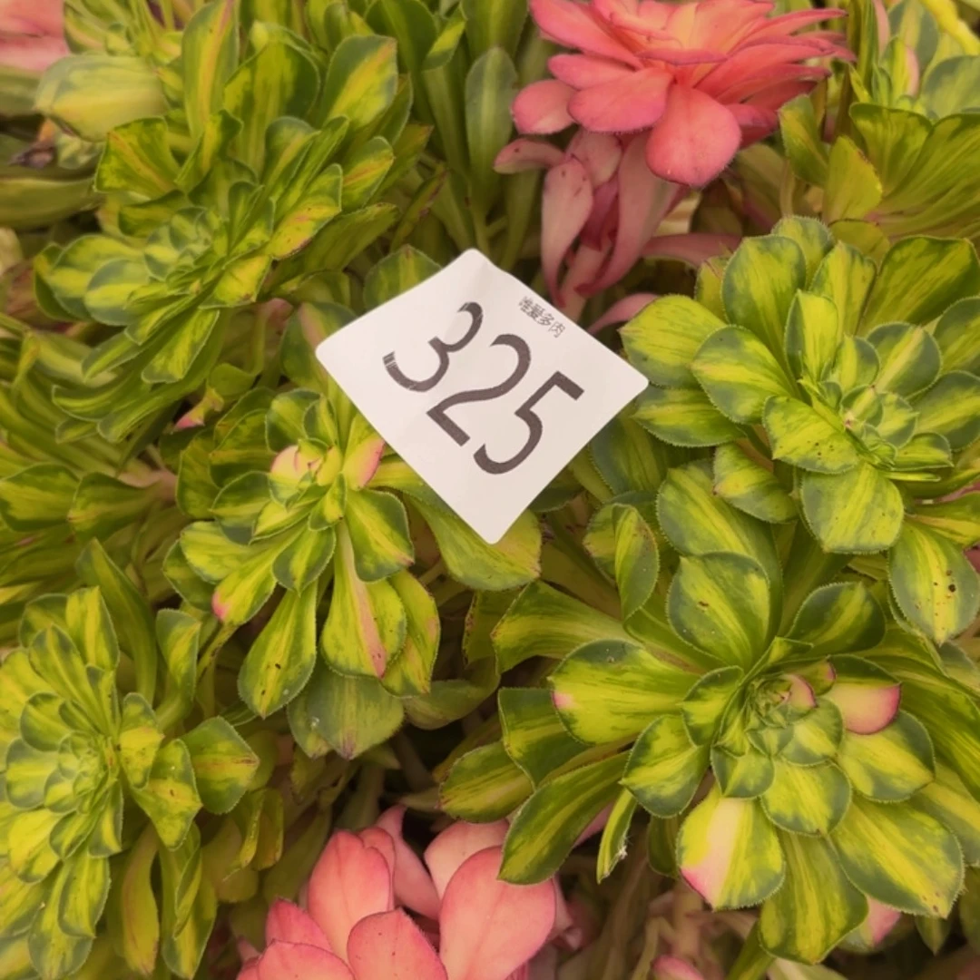 哈哈多肉葡萄福利325