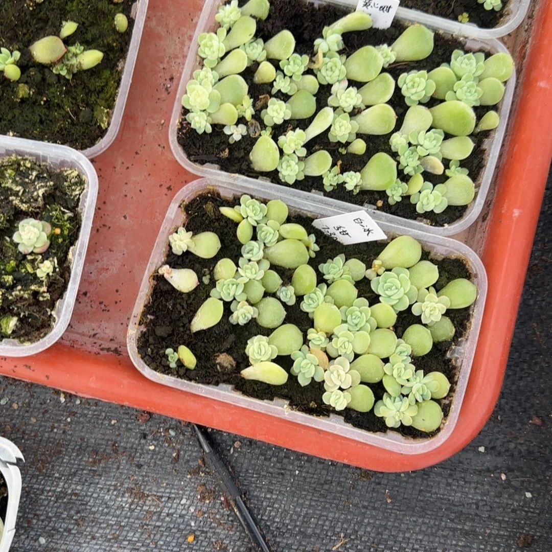 白冰穴一个满25包邮