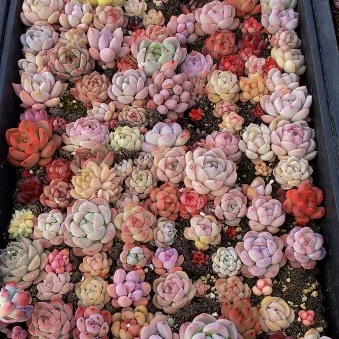 459多肉植物保护研究所