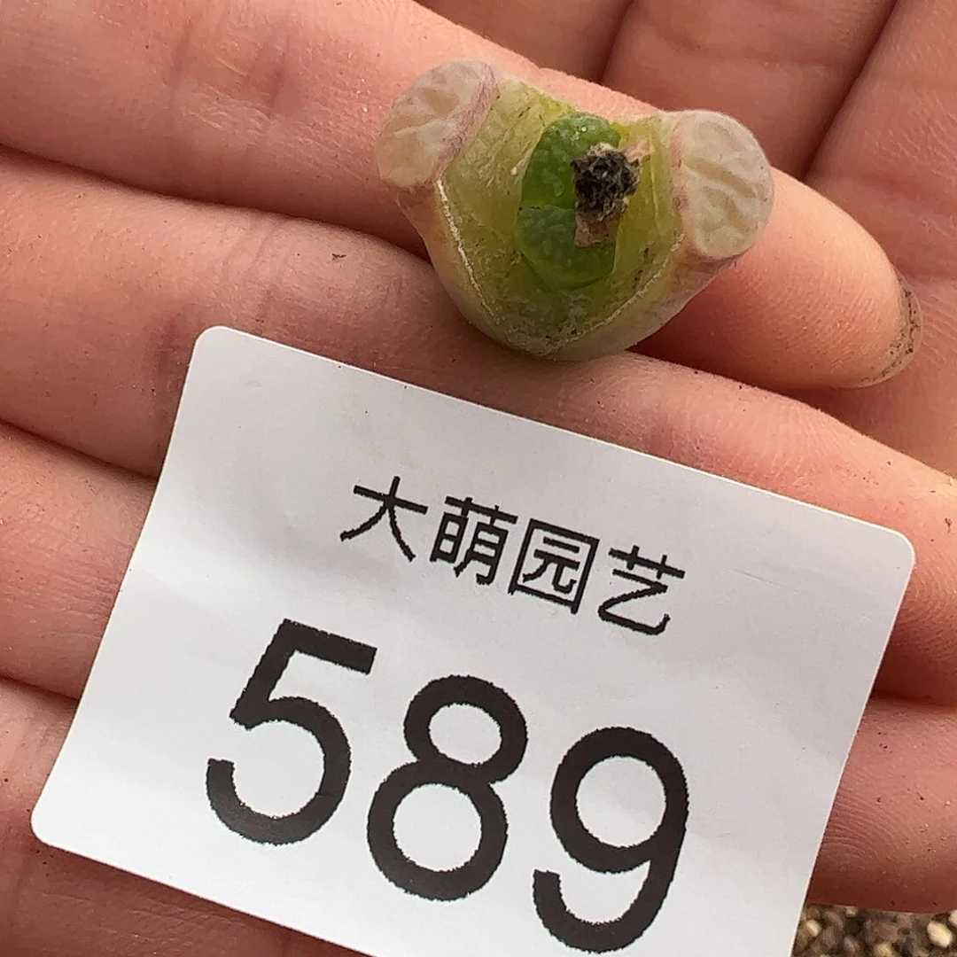 0000589 一物一拍脱土发