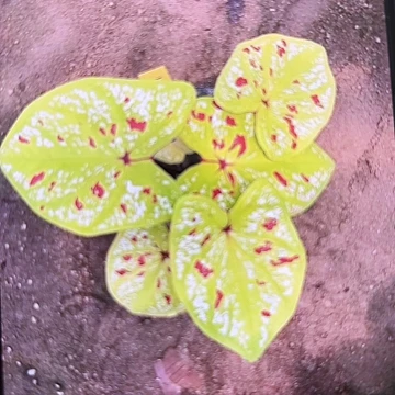 480-0425彩叶芋泰国发货