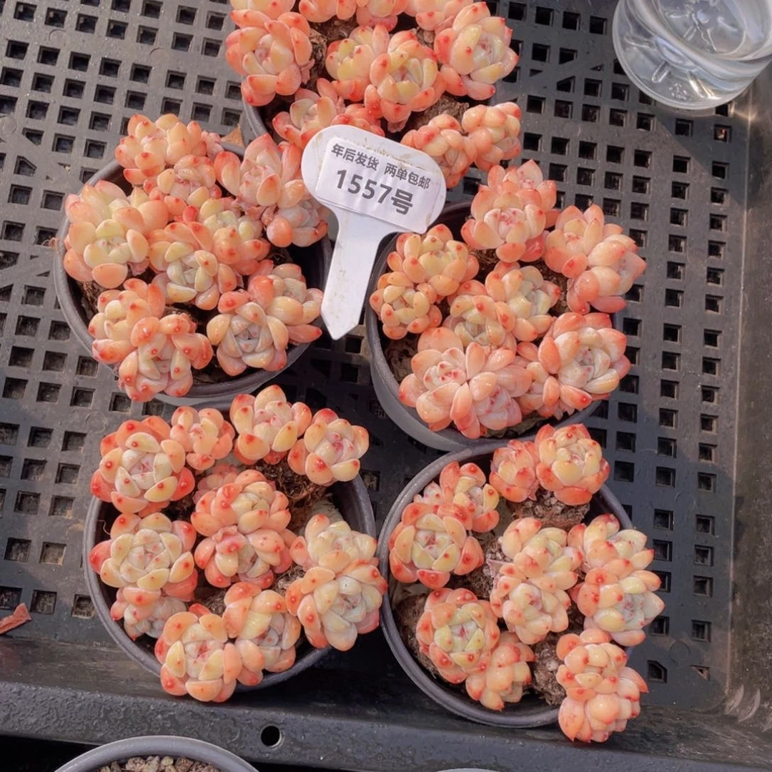 1557号冰娃娃组合双头6个