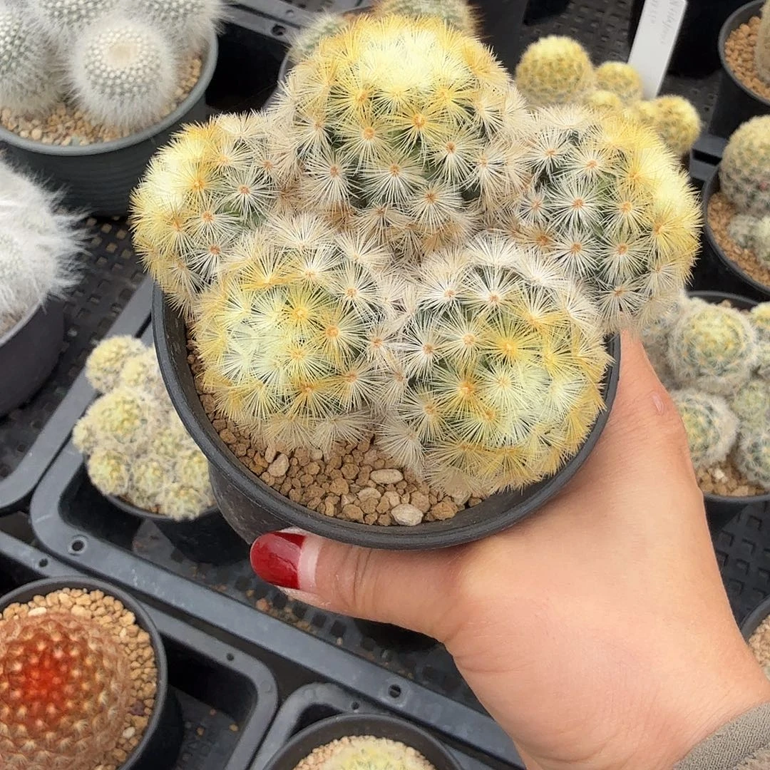 江***盗嘉文丸脱土发货50