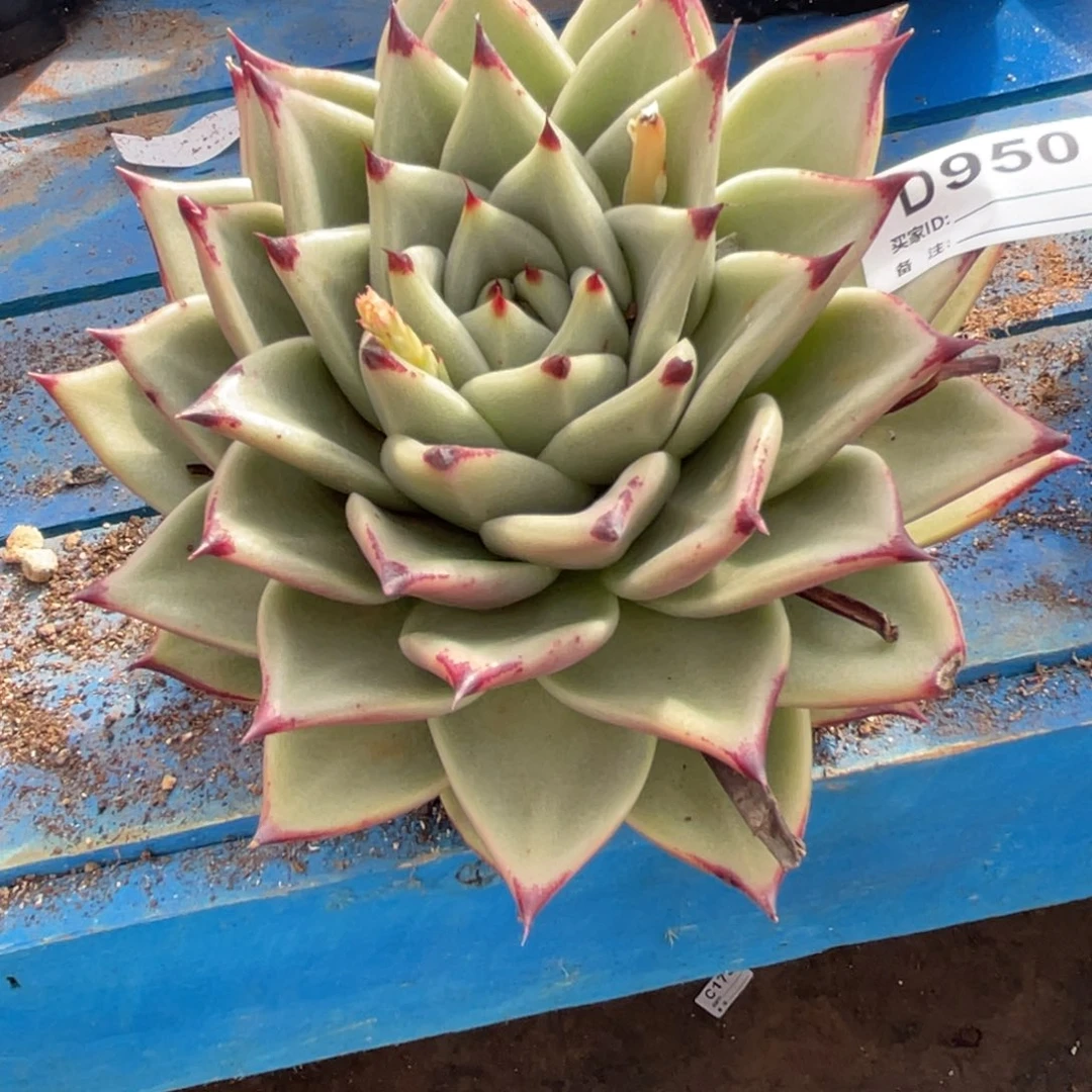 无花朵若如东云单拍D950