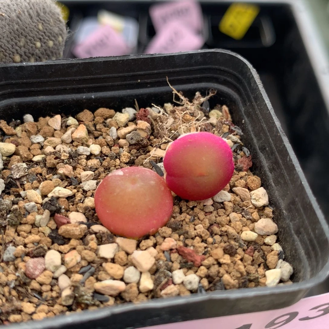 a193哈灯2颗一组