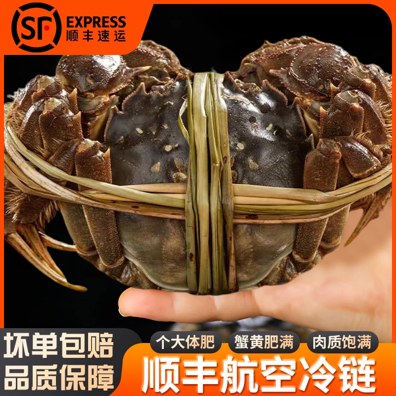 【江苏活蟹】精品大闸蟹鲜活 公蟹4.5-4.2两 母蟹3.5-3.2两 8只送2只 京东顺丰冷链