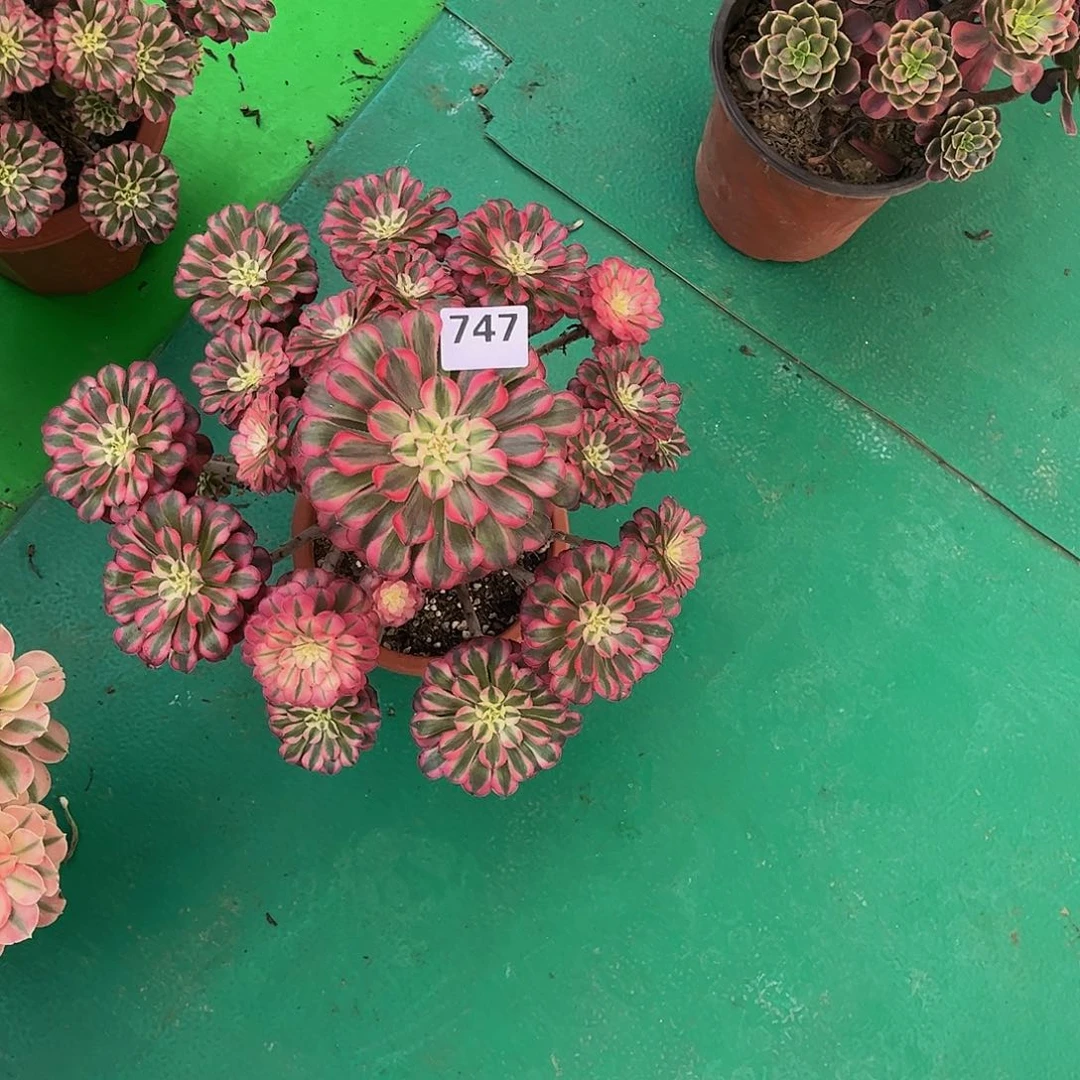 多肉红铜白00000747