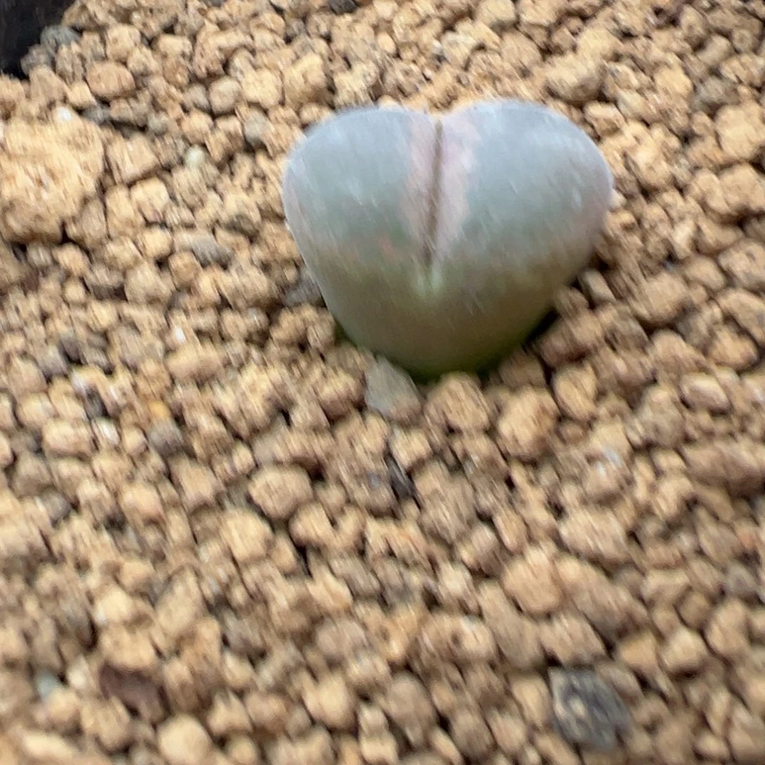 2-02量拍日大红风铃一颗。多肉