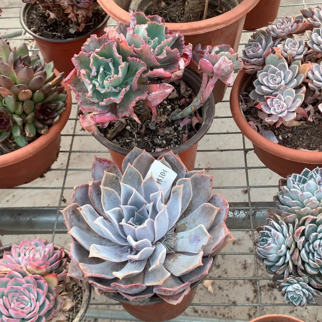 e露西娜单头多肉植物