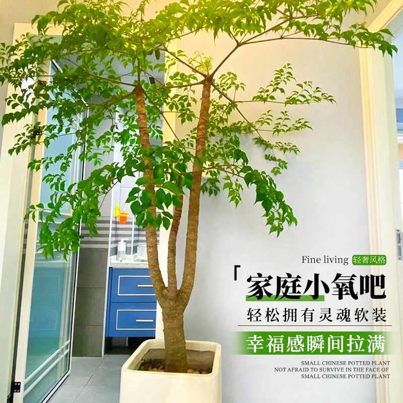 幌伞枫原生老桩幸福树盆栽客厅办公室内大型绿植新房吸甲醛富贵树